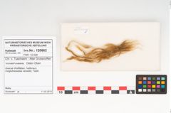 Foto von Textil (NHMW-PRAE-120662)